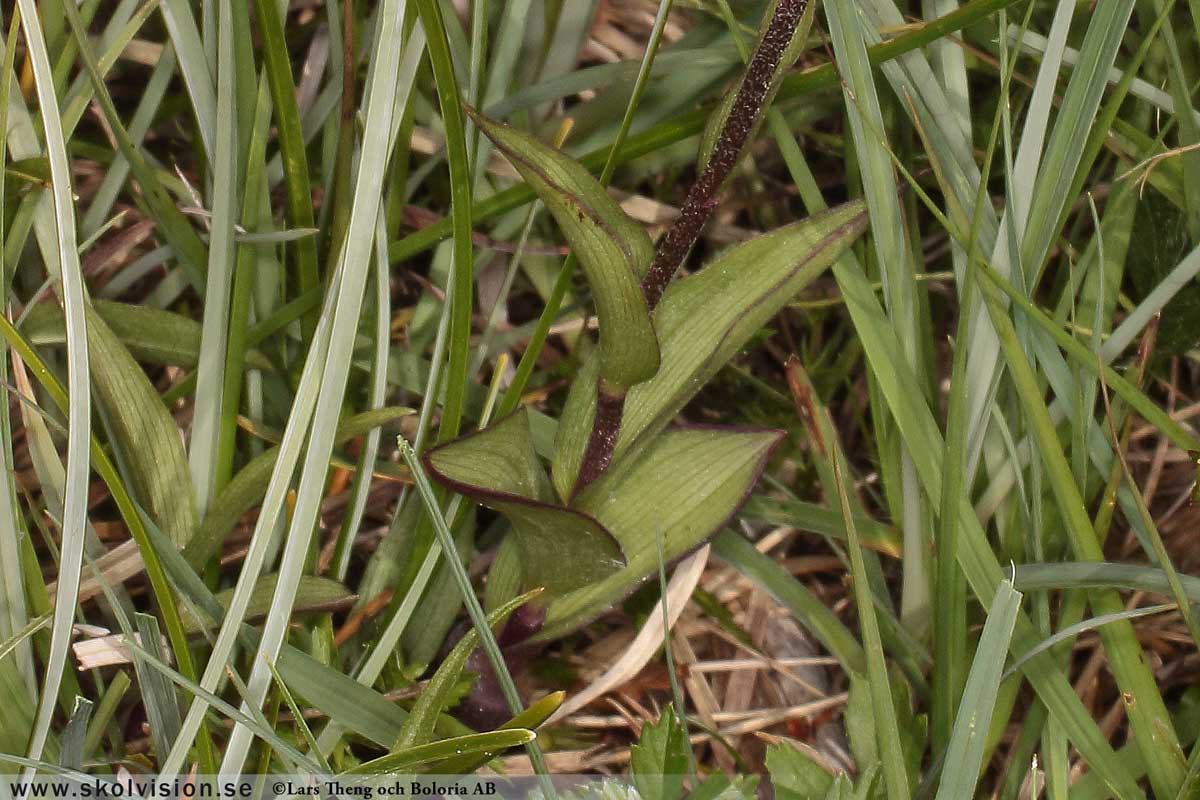 Ekorrbär, Maianthemum bifolium